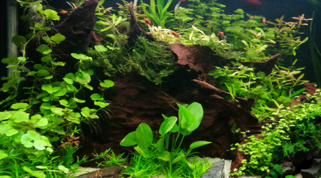aquarium Osaka 320