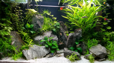 aquarium Juwel Rio 125