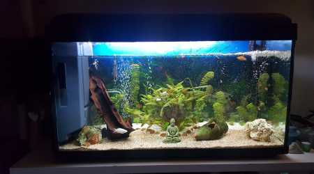 aquarium Mon 200l eau douce