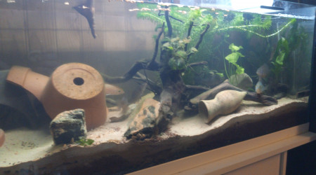 aquarium 120l biotope Rivière eau froide