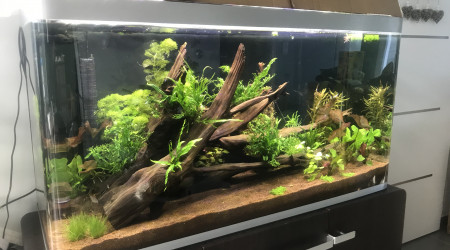 aquarium Amazonien 300L