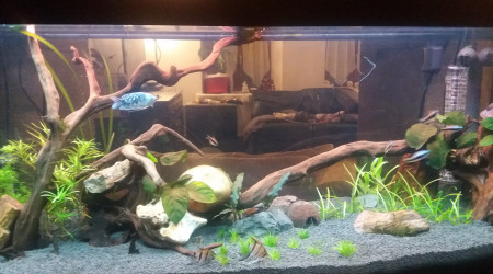 aquarium Amazonien