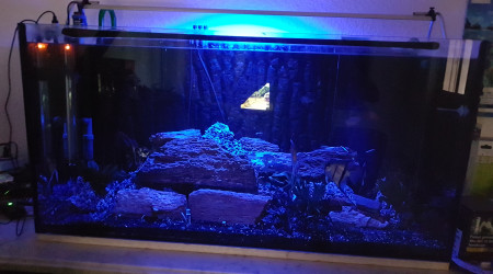 aquarium Amazonien