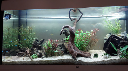 aquarium DchaquaAmazinien
