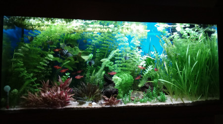 aquarium mon bac pseudo Amazonien