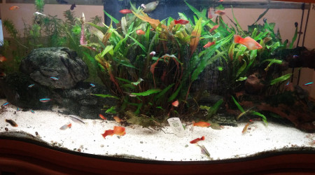 aquarium Aquarium 130L