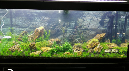 aquarium Aquascaping iwagumi