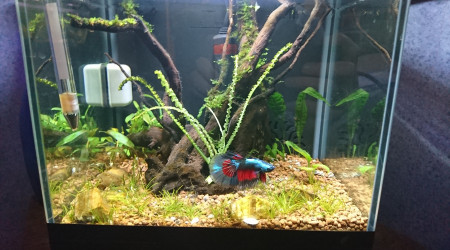 aquarium betta