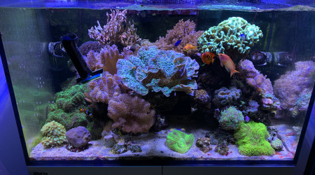 aquarium Recif