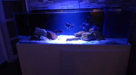 aquarium Tanganyika