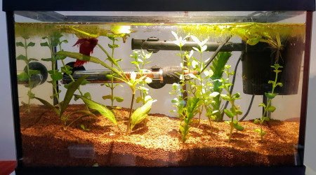 aquarium Nano 12l