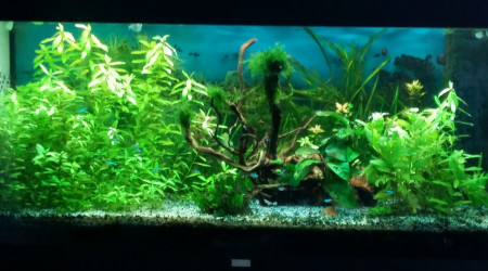 aquarium 300 l