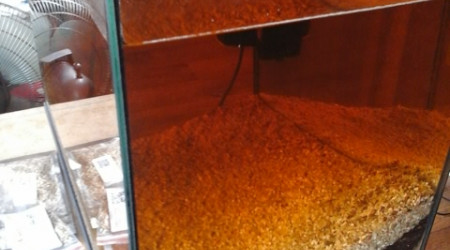 répartition des plantes