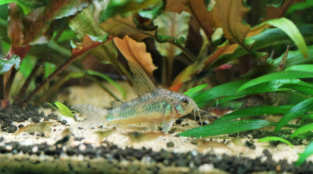 Un de mes corydoras paleatus