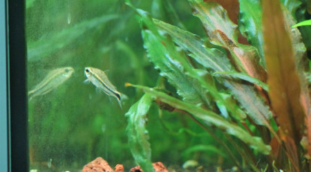 Un de mes corydoras pymaeus (ils sont plutôt timide)