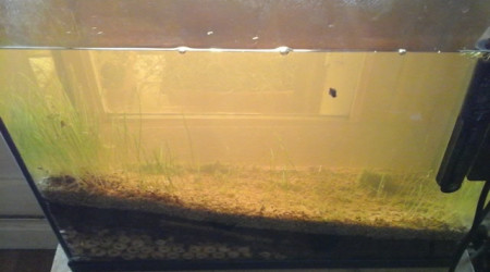 les premiers habitants