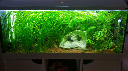 aquarium Aquarium de 100L