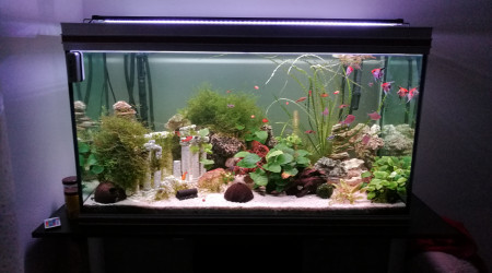aquarium 420 litres eau douce