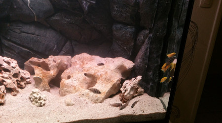 Bac avec les Placidos et Labidos