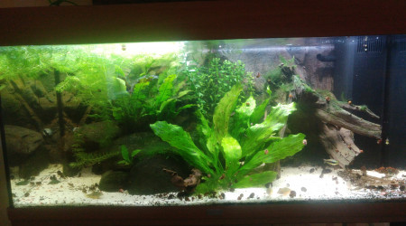 aquarium Amazonien 180l