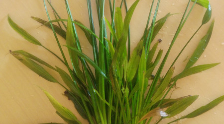 Echinodorus grandiflorus