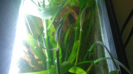 Echinodorus grandiflorus