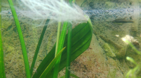 Echinodorus grandiflorus