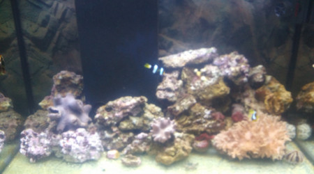aquarium Eau de mer