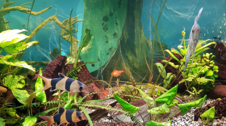 aquarium Melange
