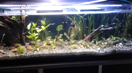 aquarium 600l