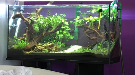 aquarium Aquascape