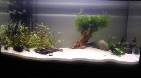 aquarium Juwel 100L