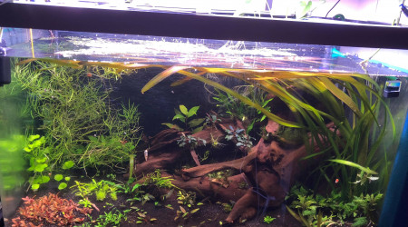 bac asiatique en devenir