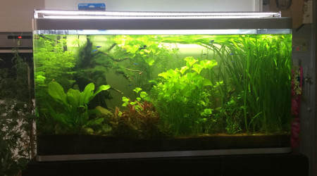 bac avant une grosse taille et avant changement de place de plantes