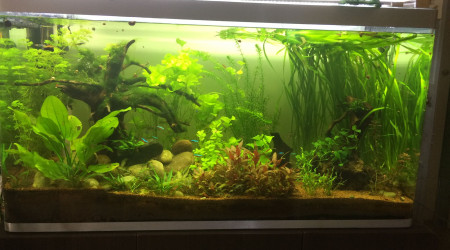 aquarium bac 320 L. communautaire