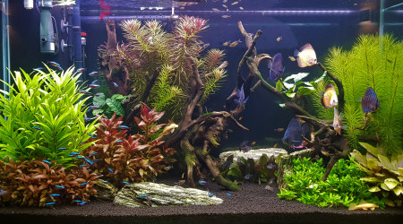 aquarium Aquarium salon 300L