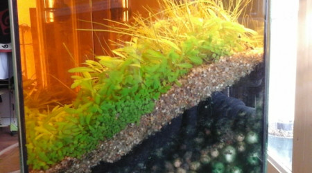 le seul endroit avec des algues...