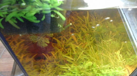 le bout de mousse en surface