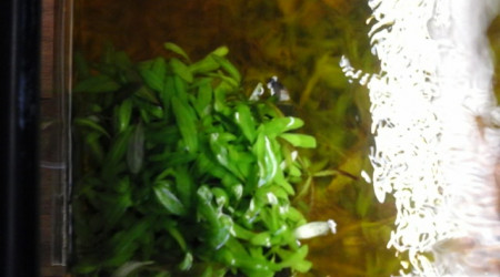 les plantes en surface