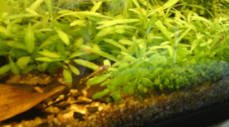 j'ai mis quelques ancistrus