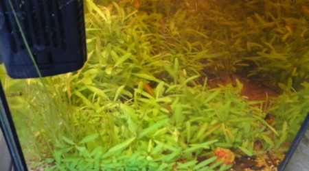 les plantes recouvrent tout