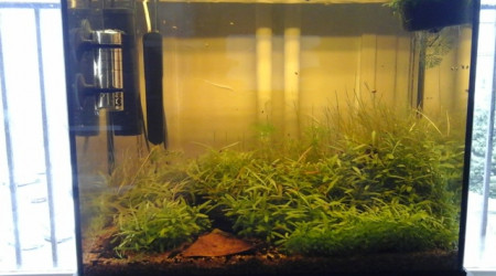 l'aquarium à 1 mois