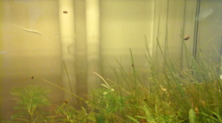 des petits escargots