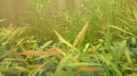 certaines pousses deviennent rouges