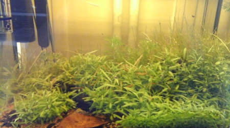 l'aquarium à 1 mois