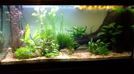 aquarium 230l