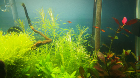 Alevins hyphessobrycon amandae