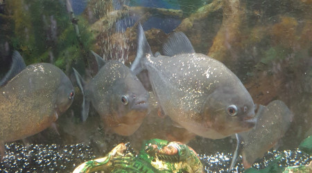 aquarium Piranhas