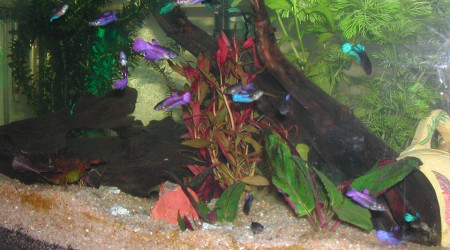 aquarium AquaBetta