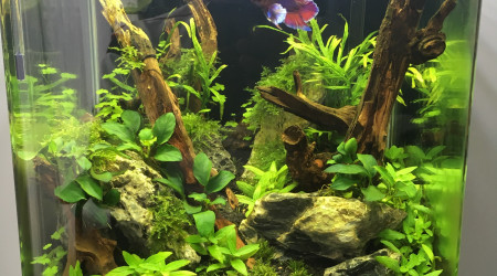 aquarium Forest Tank 30L